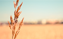 手机版ddos攻击器